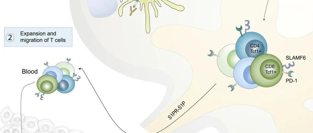 Cancer Cell | PD-1/PD-L1免疫检查点抑制肿瘤引流淋巴结中的T细胞免疫