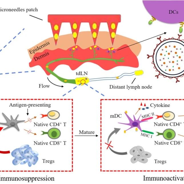 Reverse immune suppressive microenvironment in tumor draining lymph nodes to enhance anti-PD1 immunotherapy via nanovaccine complexed microneedle